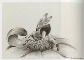 <span class="tw-text-xs tw-font-semibold">鴻池朋子</span><span class="tw-text-sm tw-font-semibold">「ハチ蜜吸う」</span>