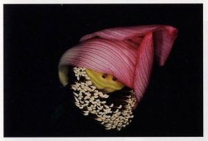 荒木経惟「花曲」 (2)