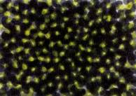 <span class="tw-text-xs tw-font-semibold">郭仁植（カク・インシク）</span><span class="tw-text-sm tw-font-semibold">「work 84-F」</span>