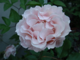 rose.091.jpg