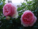rose.093.jpg